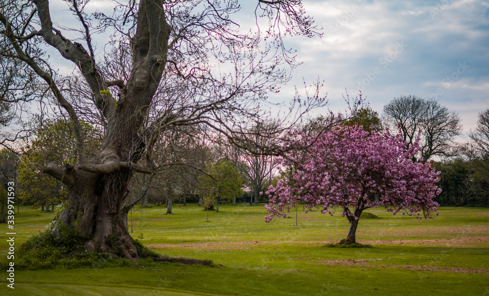 abebuia rosea tree , also called pink poui, and rosy trumpet tree blooming in a public during spring time abebuia rosea tree , also called pink poui, and rosy trumpet tree blooming in a public during spring time