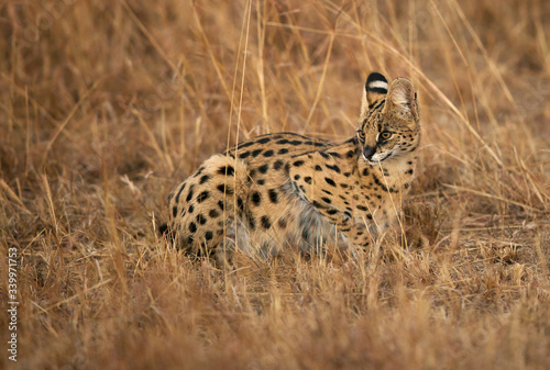 Beautiful Serval Wild Cat, Masai Mara photo