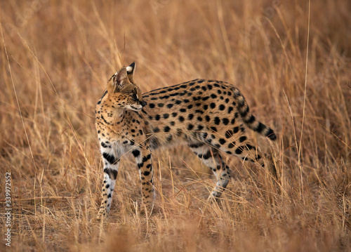 Serval Wild Cat in the Mara grassland photo