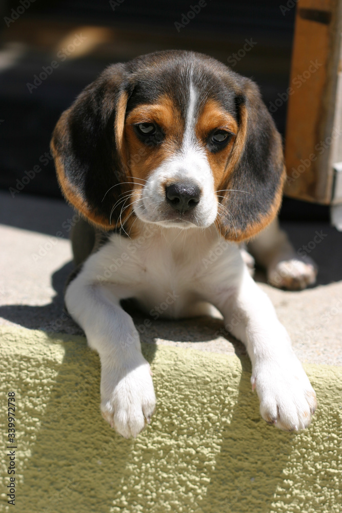 Beagle puppy sitting on a doorstep
