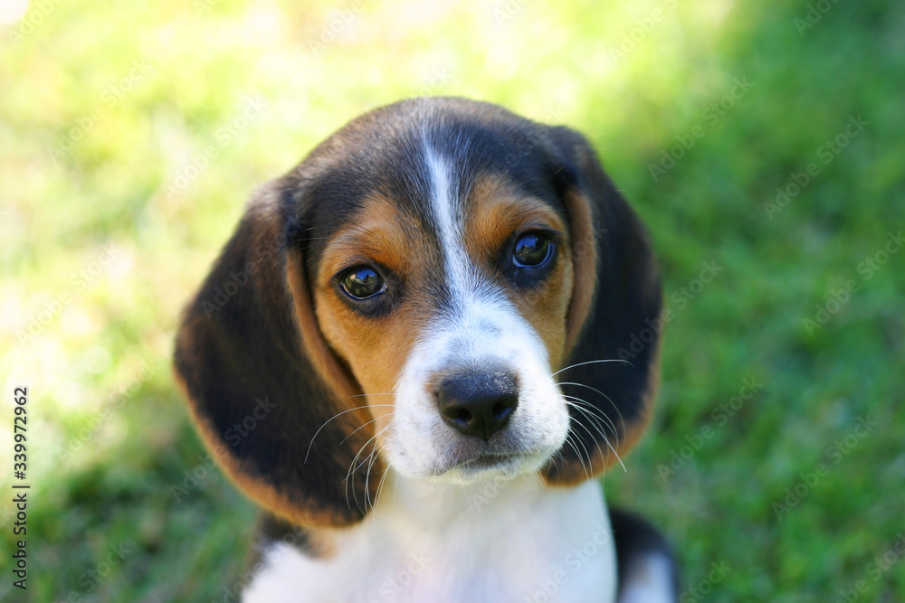 Headshot of a Beagle puppy in the grass