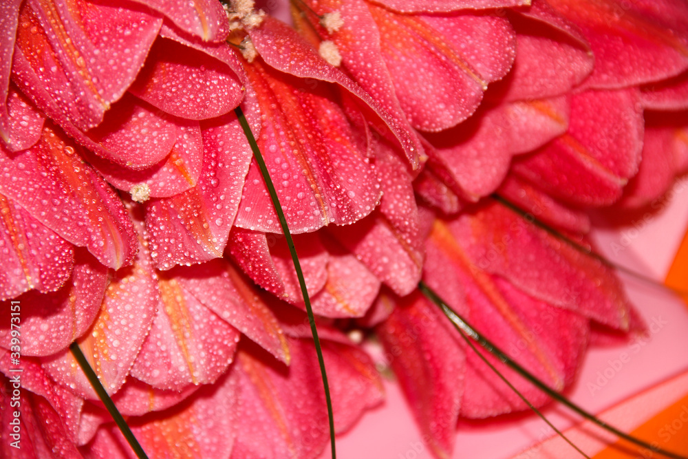 Fototapeta premium Delicate tulips with water drops. A bouquet of spring flowers.