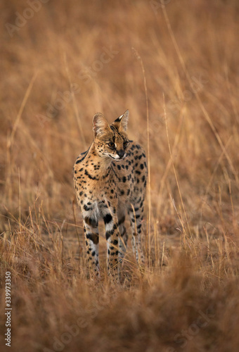 Canvas Print Serval Cat observing the surrounding at Masai Mara