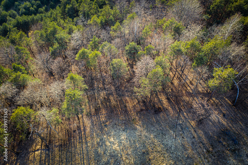 Top down view/ Aerial view over forest on Upland Cracow - Czestochowa, Jura Krakowsko - Czestochowska), popular tourist place. During sunny spring, down. 