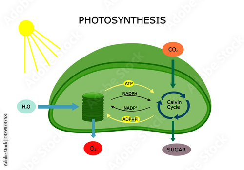 Photosynthesis in a chloroplast with ligth reaction and Calvin cycle. converting light energy into sugar