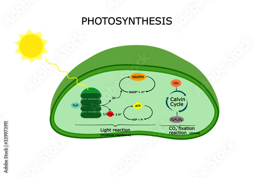 Photosynthesis diagram, during photosynthesis, plant  absorb water , light , and carbon dioxide , convert it to sugars and oxygen