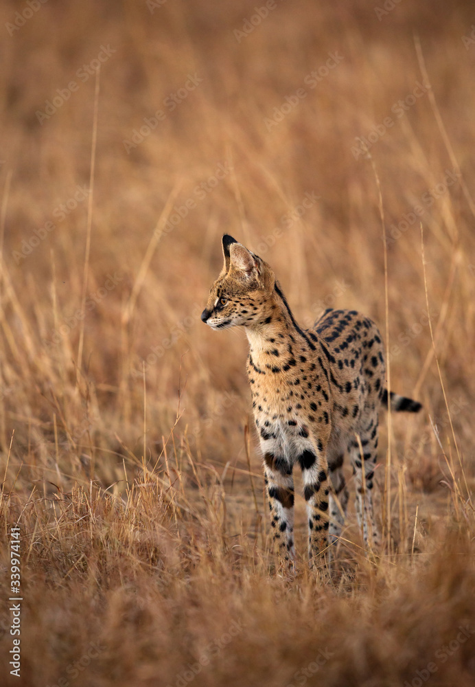 Naklejka premium Serval Cat, Masai Mara