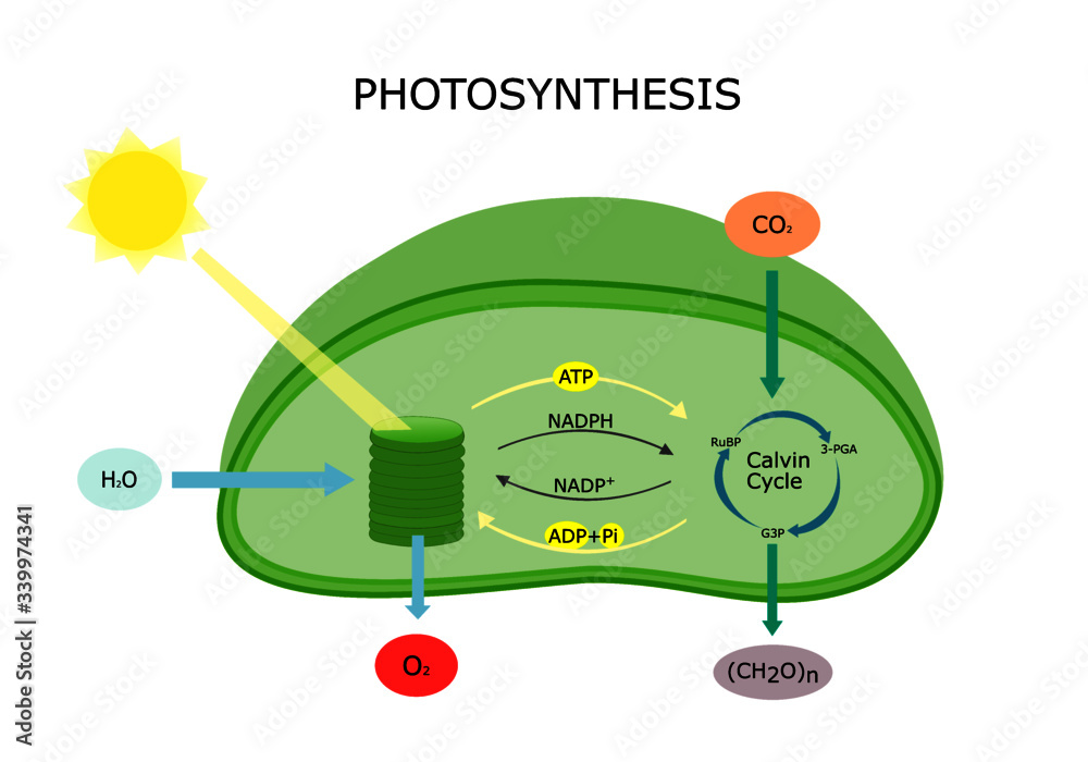 Photosynthesis in plant diagram, Chloroplast converts light energy into