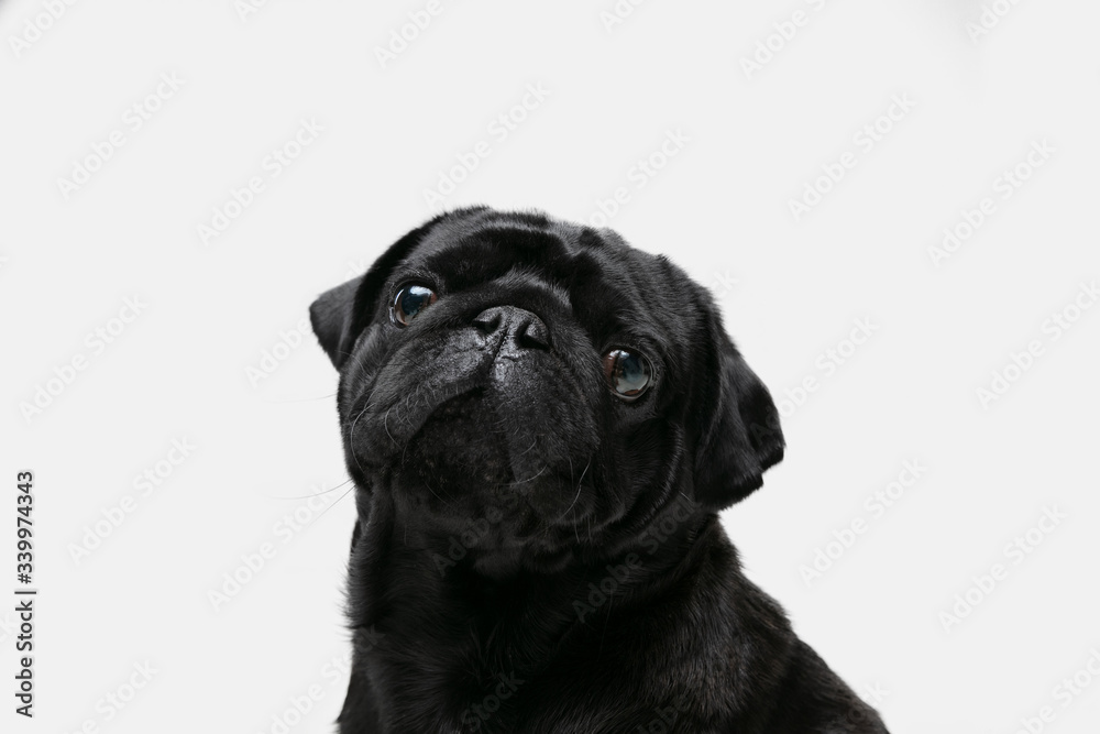 Pug-dog companion is posing. Cute playful black doggy or pet playing isolated on white studio background. Concept of motion, action, movement, pets love. Looks happy, delighted, funny. Pug-dog companion is posing. Cute playful black doggy or pet playing isolated on white studio background. Concept of motion, action, movement, pets love. Looks happy, delighted, funny.