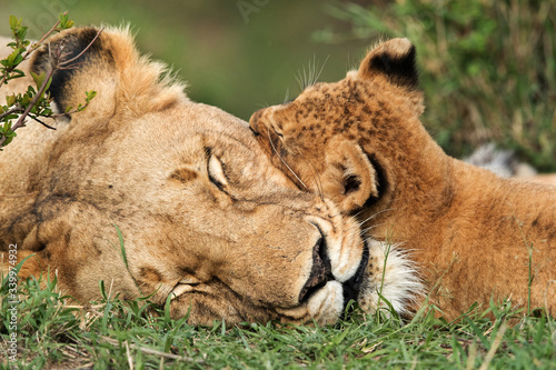 Fototapeta Lioness and her cub sleeping, Masai Mara