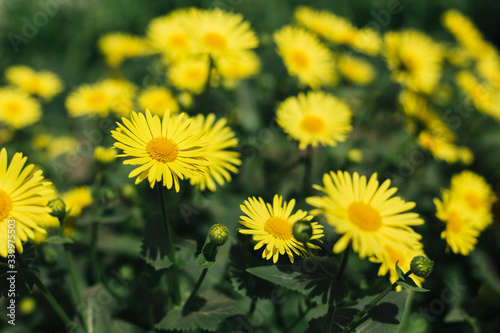 Beautiful yellow flowers in a spring garden.