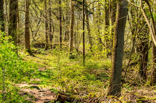 Fototapeta Naklejka Na Ścianę i Meble -  Thüringer Wald