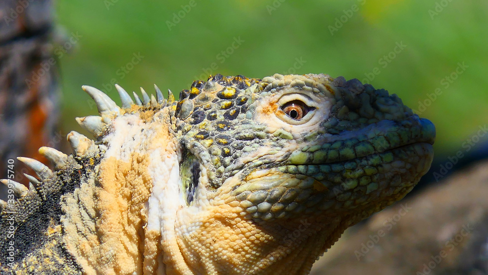 Spotted! Land Iguana, South Plaza, Galapagos