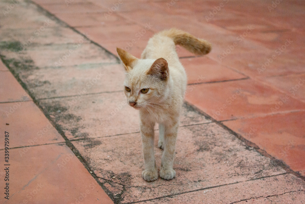Fototapeta premium アユタヤの寺院で出会った猫, CAT, 東南アジア