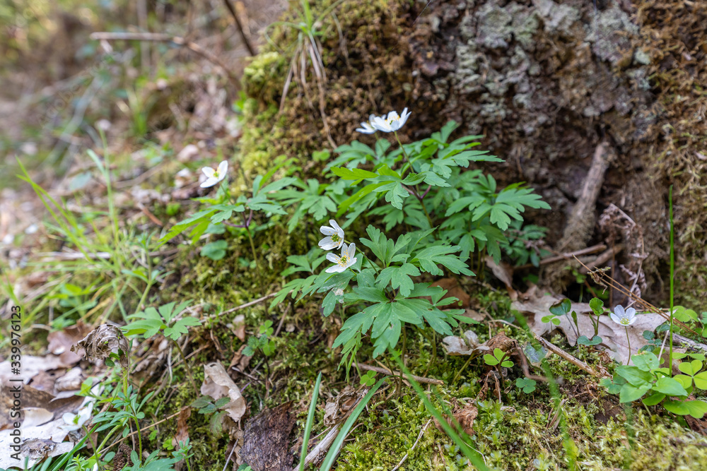 Blumen im Wald am Baumstumpf Blumen im Wald am Baumstumpf