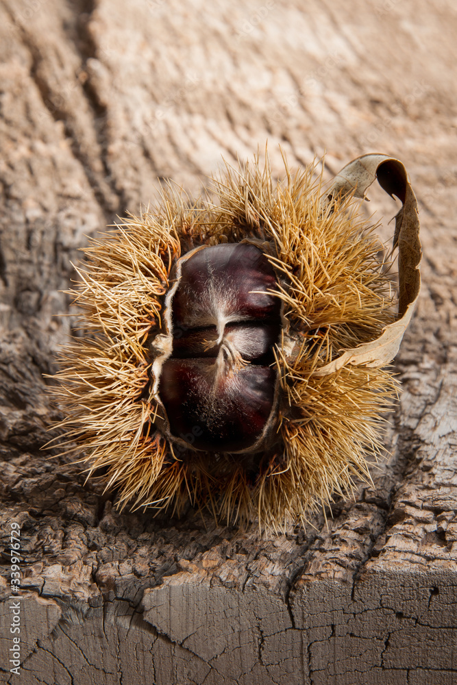 edible chestnuts. cracked spiky peel bursting open with chestnuts falling out on wooden background.