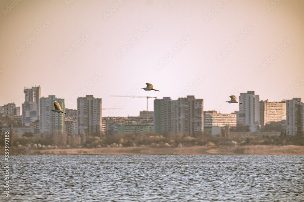 Obraz premium Burgas Skyline