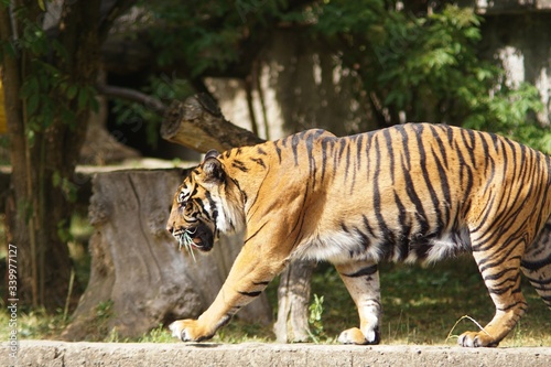Tygrys w warszawskim Zoo