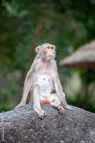 A monkey is sitting on the stone in the zoo © namprathai
