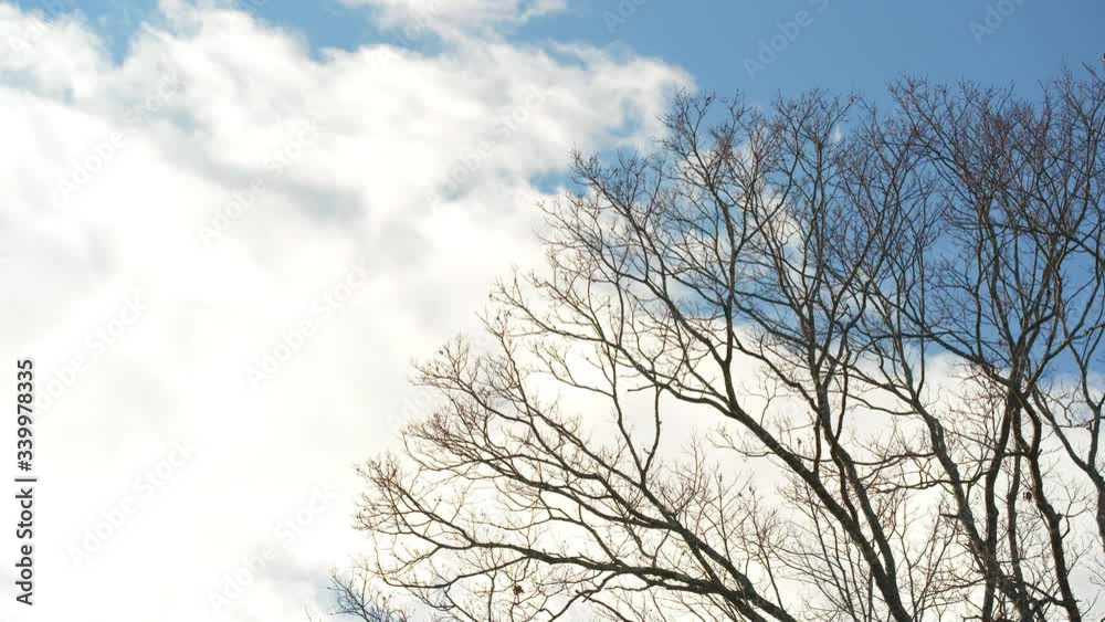 Fast moving clouds whip past bare winter oak trees Fast moving clouds whip past bare winter oak trees
