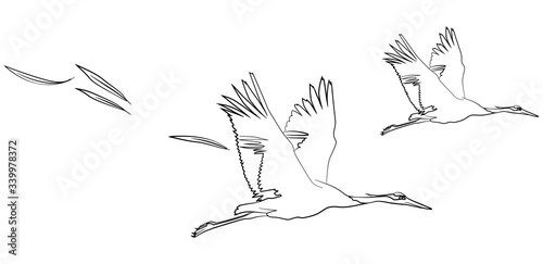 Two gray cranes in flight. Wide wings, soaring feathers. Vector illustration