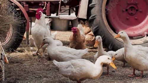 White ducks and chickens walk on the ground, strewn with straw, in the background an old red tractor.