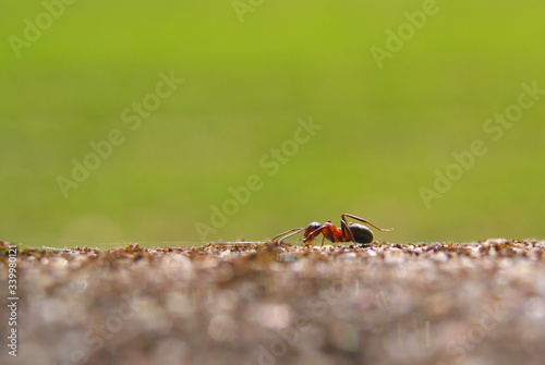 Makro mrówka © Dominik