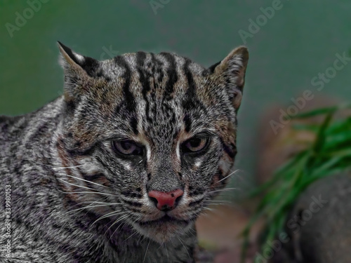Wallpaper Mural The fishing cat, Prionailurus viverrinus, is a medium-sized wild cat of South and Southeast Asia. Torontodigital.ca