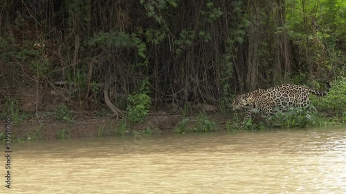 Jaguar (Panthera onca) swimming, hunting along riverbank, in the Pantanal wetlands, Brazil