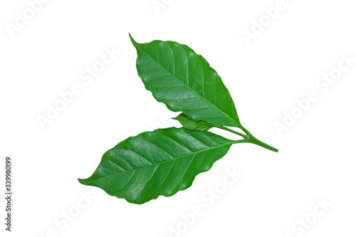 Set and collection of coffee leaves isolated on white background. green  Coffee leaf     isolated on white    background.    