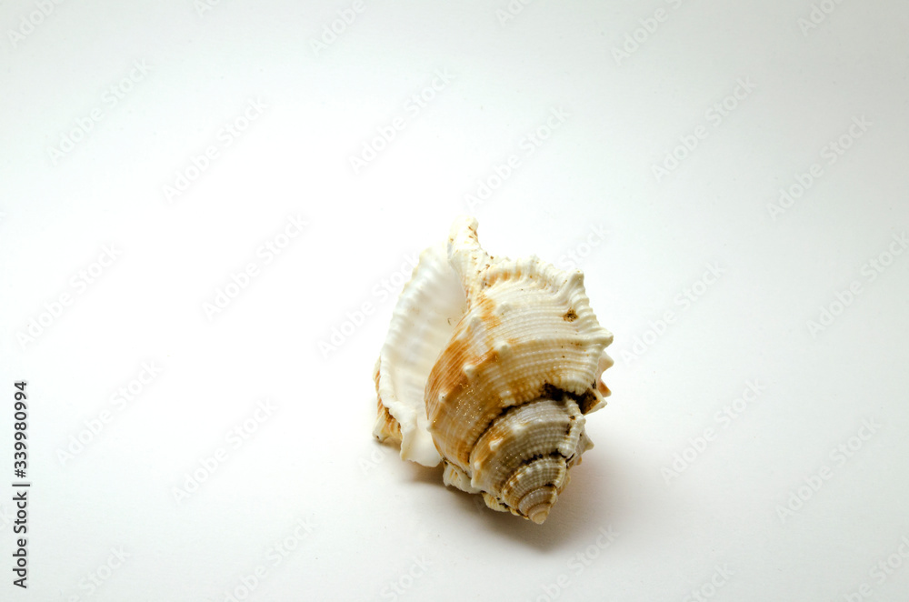 Large seashell on a white background photo