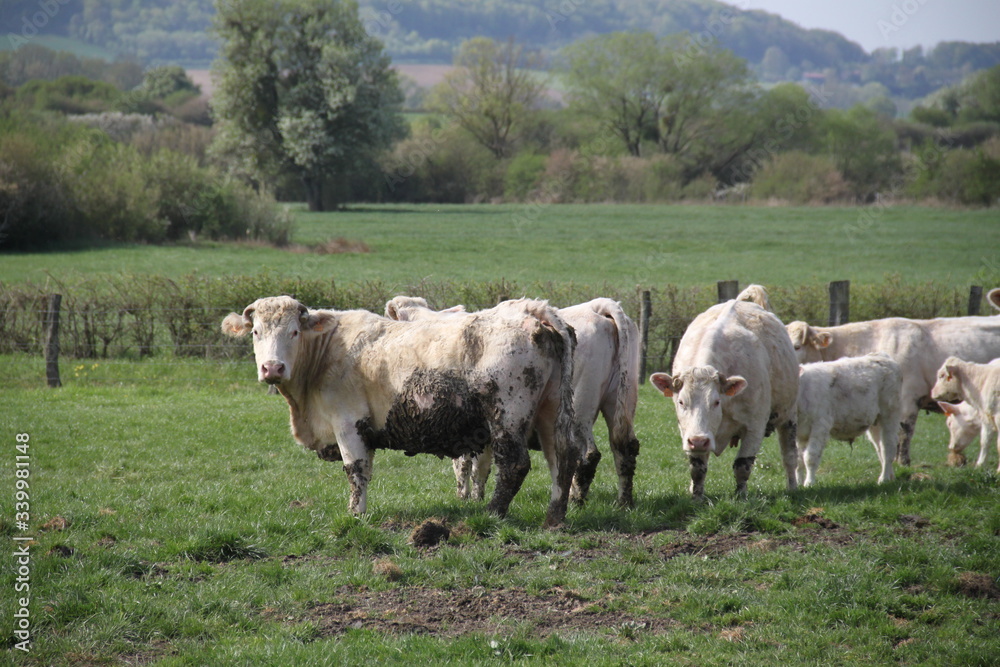Blonde d'aquitaine domestic beef cattle herd Blonde d'aquitaine domestic beef cattle herd