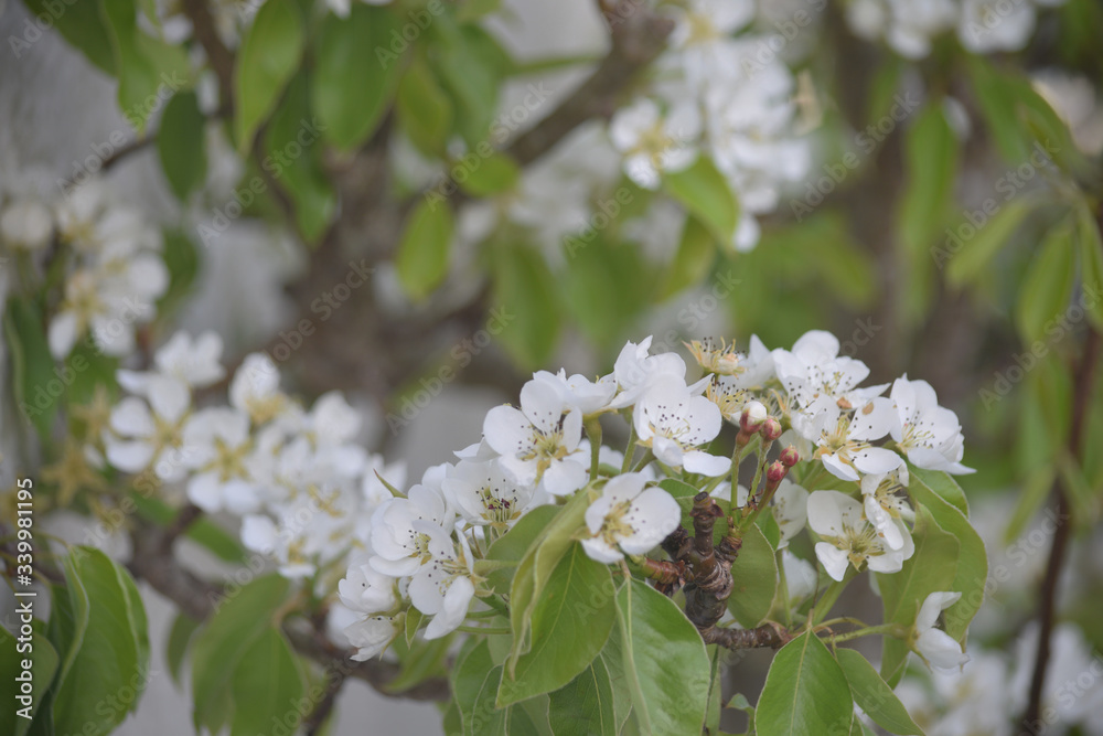 Pear blossom on a garden wall Pear blossom on a garden wall