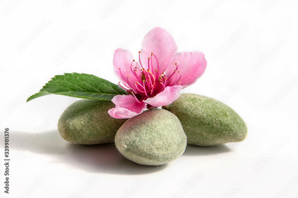 Young green almonds with its leaf and blossoming flower on a white - obrazy, fototapety, plakaty 