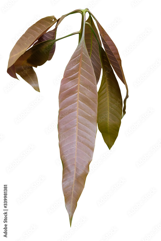 Obraz mango leaves on a white background with clipping path