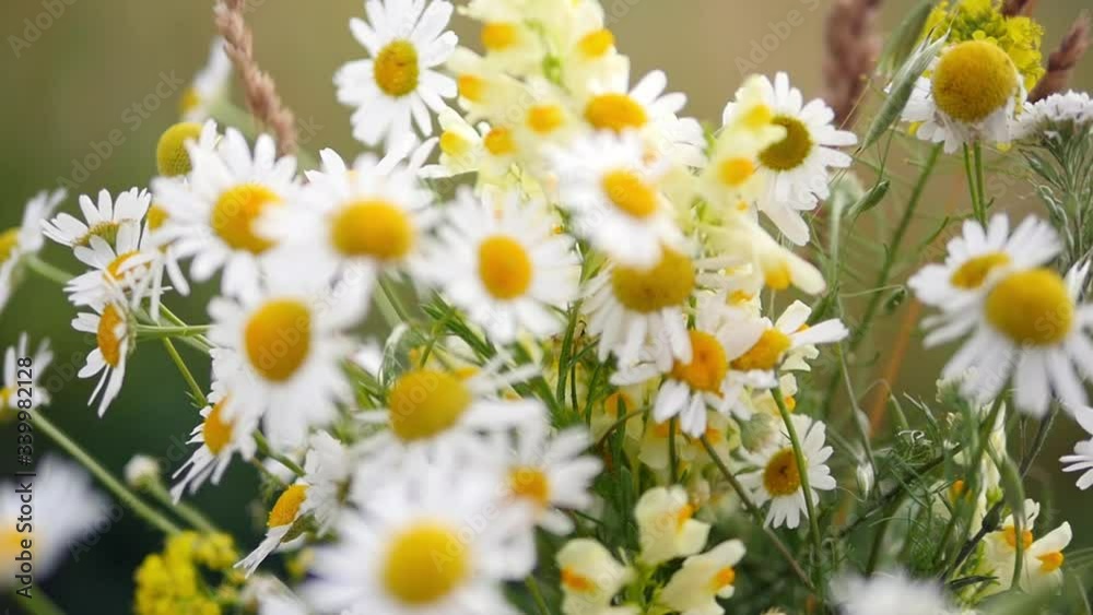 Top view of camomile flowers close up with soft focus swaying in the wind. Blooming daisy in a green field in spring meadow. Botanical video with beautiful daisies. Top view of camomile flowers close up with soft focus swaying in the wind. Blooming daisy in a green field in spring meadow. Botanical video with beautiful daisies.