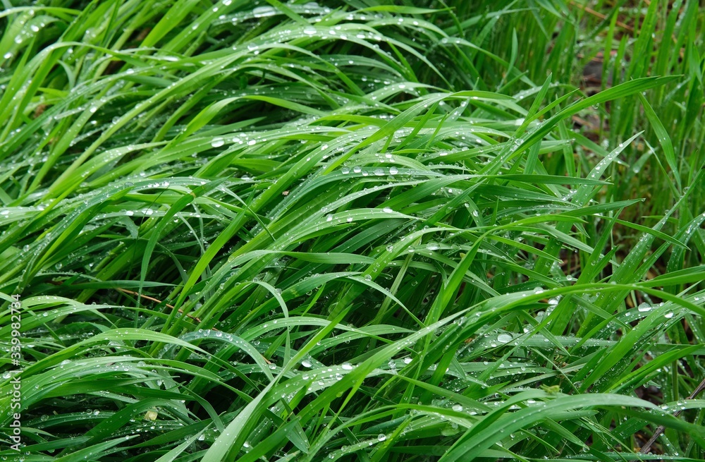 Green spring grass covered with raindrops. Green background 