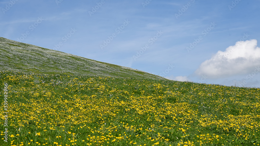 A picturesque view on a meadow covered with flowers with blue sky and white clouds. Clear and beautiful day. Meadow at a full blossom.
A picturesque view on a meadow covered with flowers with blue sky and white clouds. Clear and beautiful day. Meadow at a full blossom.