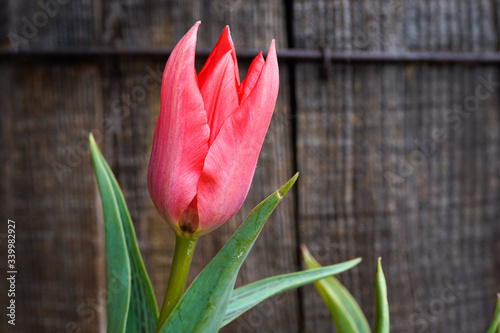 Unique, beautiful Toronto Tulip. Wood, vintage barrel in the background. Portrait Orientation. photo