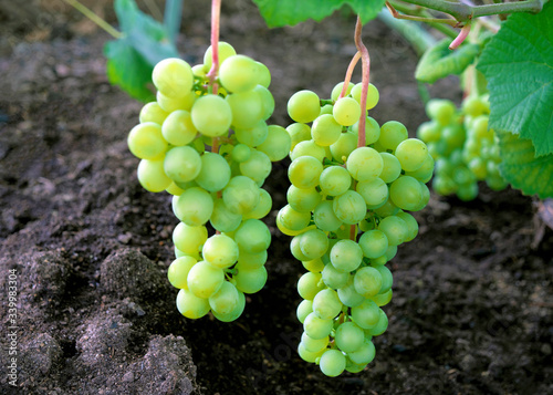 Green grape clusters in hothouse.