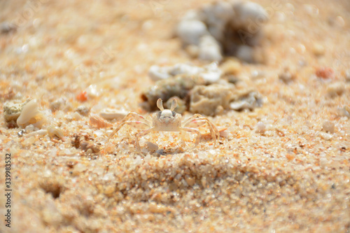 Hikkaduwa  Sri Lanka - March 11  2019  Little crab on the sand