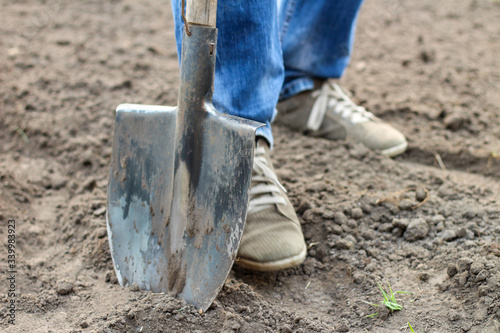 A man in blue jeans and laced moccasins digs the ground with a shovel. Preparing a garden for spring planting vegetables