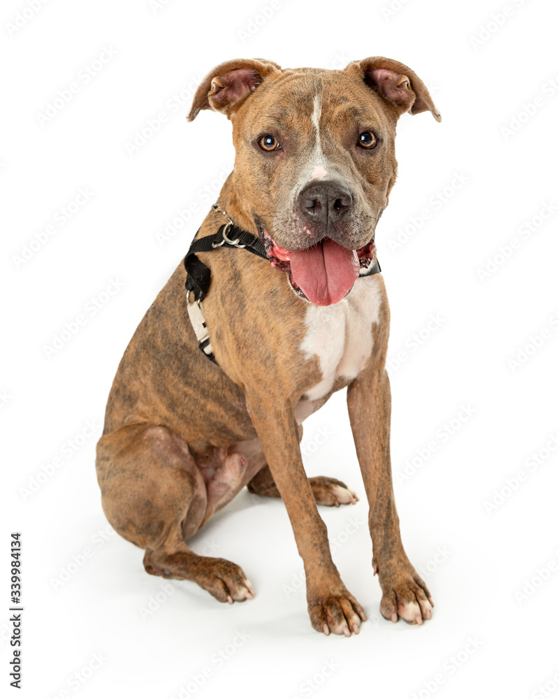 Panting pet dog Pit Bull calmly listening isolated