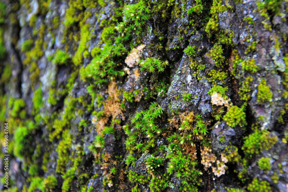 Tree bark with green moss close up. Tree bark with green moss close up.