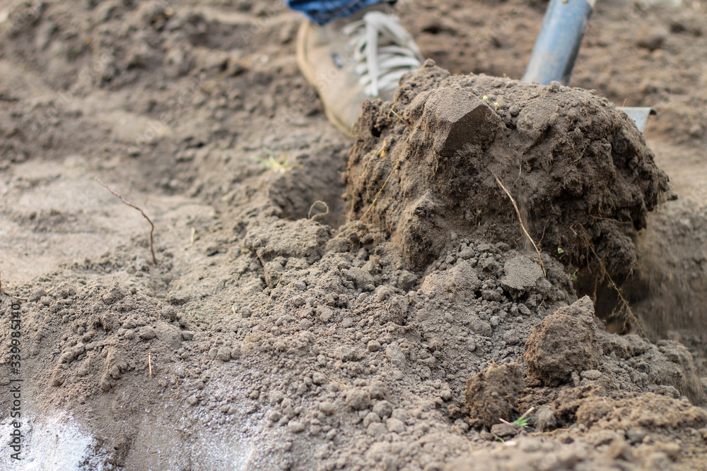 A man in blue jeans and laced moccasins digs the ground with a shovel. Preparing a garden for spring planting vegetables