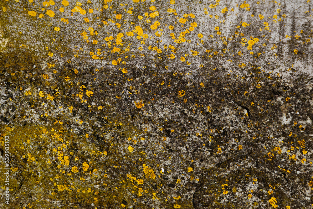 Yellow black and green moss on a concrete wall. Yellow black and green moss on a concrete wall.