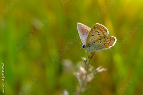 variety of butterfly in spring