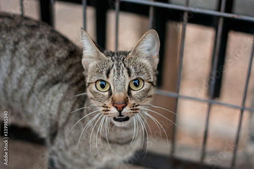 Feral cat in the park