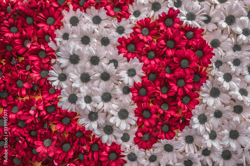 made of bright red and white chrysanthemums made a drawing of a heart