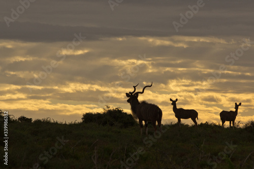 kudu herd at sun set